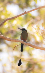 Momoto cejiazul o Guardabarranco 