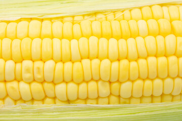 Close up Raw corn kernels in rows.