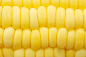 Close up Raw corn kernels in rows.