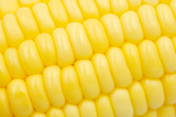 Close up Raw corn kernels in rows.