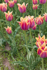 Pink tulips with orange edges in a field