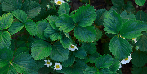 Strawberry bush with green leaves and white flowers in vegetable garden, fruit growing