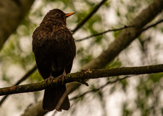 Yellowbill blackbird