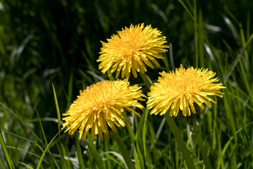 organic food and summertime, three beautiful dandelion in the middle of a green meadow