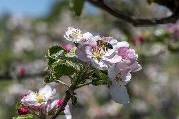 organic food and summertime, bee collecting honey from the blossoms on a apple tree on a sunny day