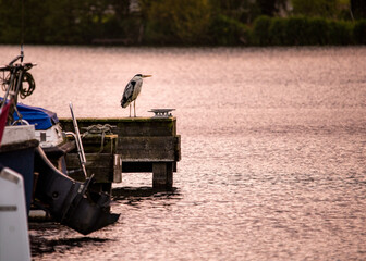 Heron on peer