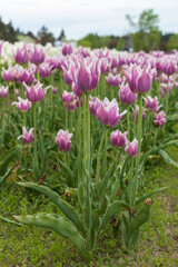 Purple tulips with white edges in a field