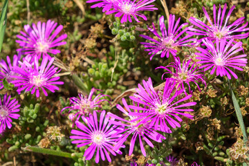 Obraz premium Drosanthemum floribundum flower. Green leaves and purple flowers. Colorful plants in the botanical park.