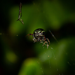 spider on a web