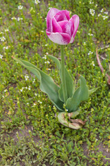 Light and dark pink tulip in a field