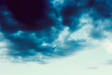 bird flying in the sky