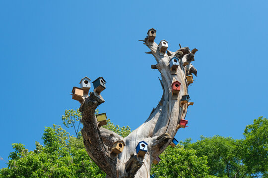 Colorful birdhouses and azure sky on a dry tree.
