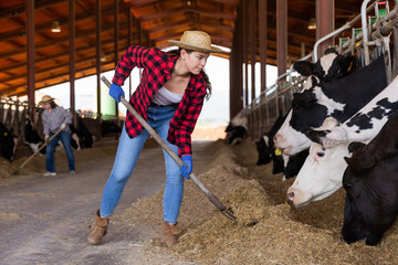 Female farmer working in cowshed, engaged in breeding of milking holstein cows