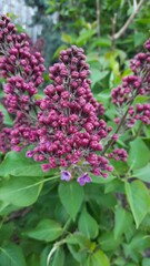 pink and purple flowers