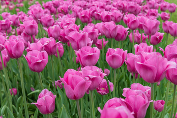 Fototapeta premium Pink tulips in a field