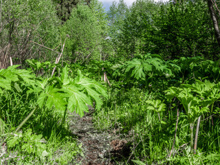 Fototapeta na wymiar a path through the thickets of hogweed in the forest