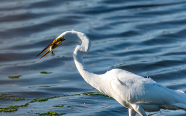 great white egret with its supper catch!