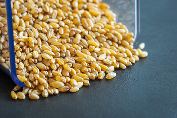 wheat grain texture background closeup