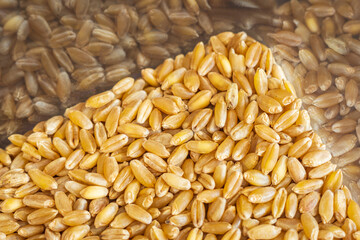 wheat grain inside square storage container closeup