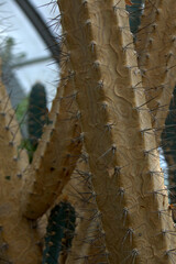 Close up of a long cactus growing in a humid greenhouse