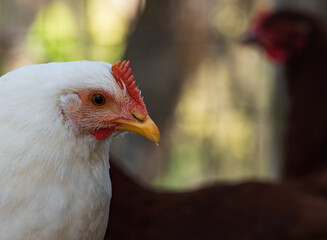 Chicken on the farm headshot up close with room for text