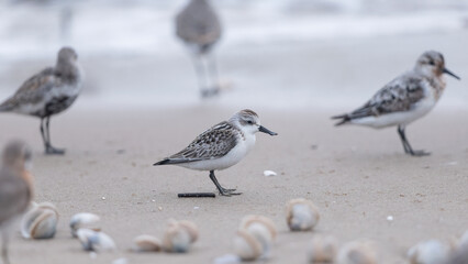 넓적부리도요  주걱부리도요  도요  바다 조개