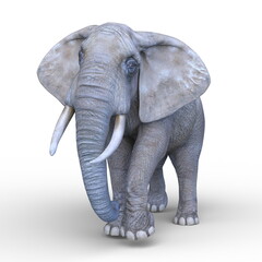 Fototapeta premium ゾウ