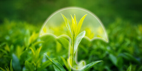 A symbolic umbrella over a green sprout. The concept of ecological safety, ecosystems