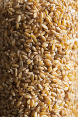 wheat grain circular bar closeup