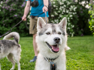 young husky dog on a leash. color nature