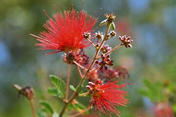 Close up detail of a red fairy duster flower