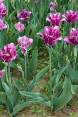 Light and dark purple tulips in a field