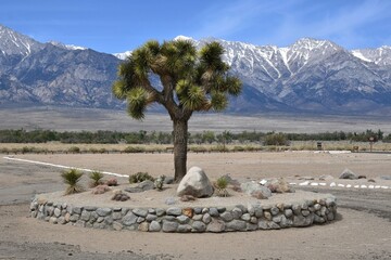 Joshua tree at Manzanar Historic Site in California site of the World War 2 Japanese American internment camp