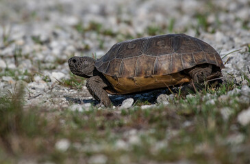 turtle on the grass