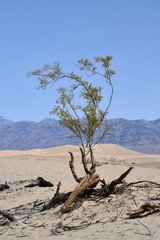 Tree growing at Death Valley National Park in California