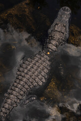 close up of an alligator