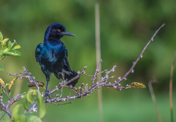 lilac roller on branch