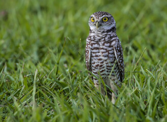 owl