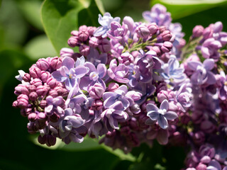 Beautiful flowering branch of lilac flowers close-up macro shot with blurry background. Spring nature floral background, pink purple lilac flowers. Greeting card banner with flowers for the holiday