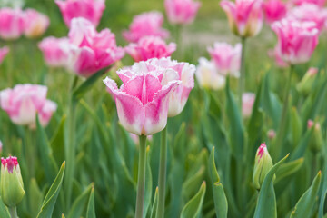 Light and dark pink tulips with fringed edges in a tulip  field