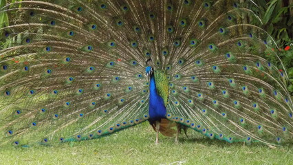 Obraz premium peacock with feathers out