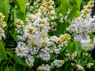 White Lilac shrub flowers blooming in spring garden. Common lilac Syringa vulgaris bush. Close-up with soft focus of a branch on a lilac tree