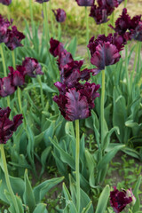 Obraz premium Dark purple tulips with fringed leaves in a field
