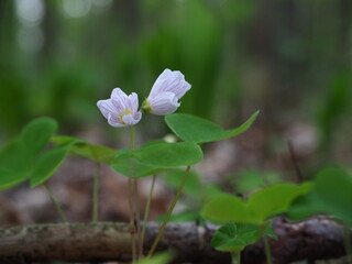Oxalis acetosella (the wood sorrel or common wood sorrel) in a forest of Szczecin Poland) - 24th April 2022