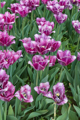 Obraz premium Light and dark purple tulips in a field