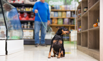Mature man standing in pet shop with zwergpinscher on leash.