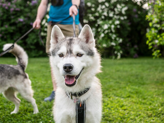 young husky dog on a leash. color nature