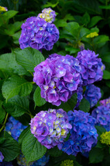 Fototapeta premium 紫陽花
