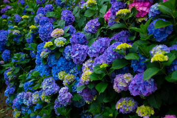 紫陽花