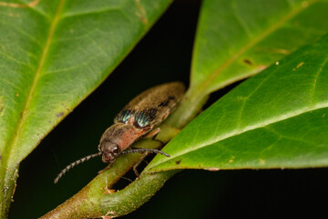 Megapenthes limbalis macro close up photo on branches resting 